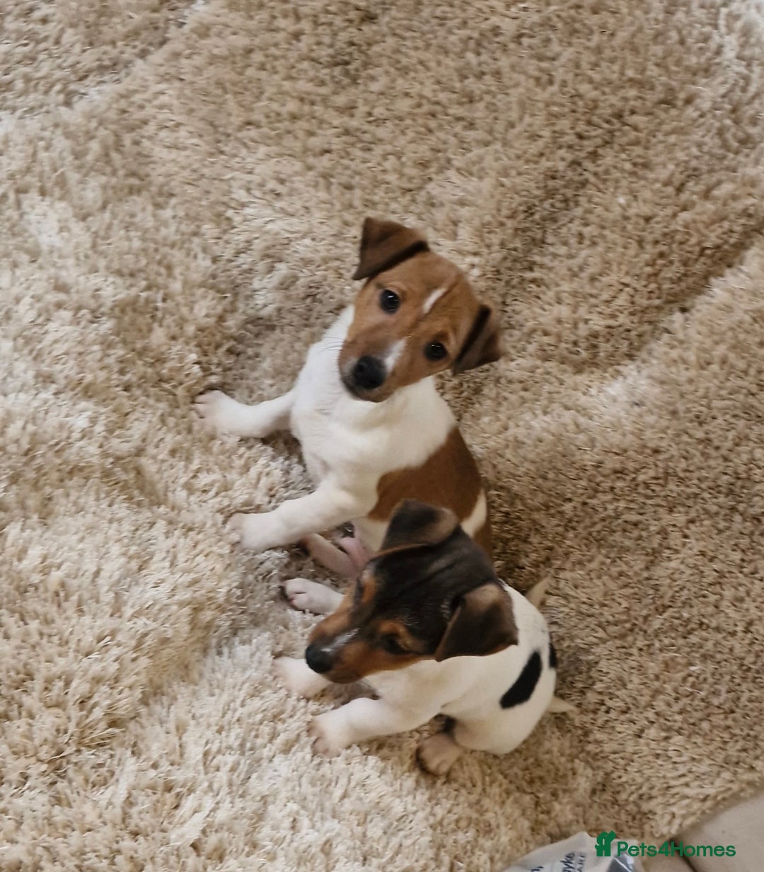Jack Russell dogs for sale: Jack Russell pups - Image 2
