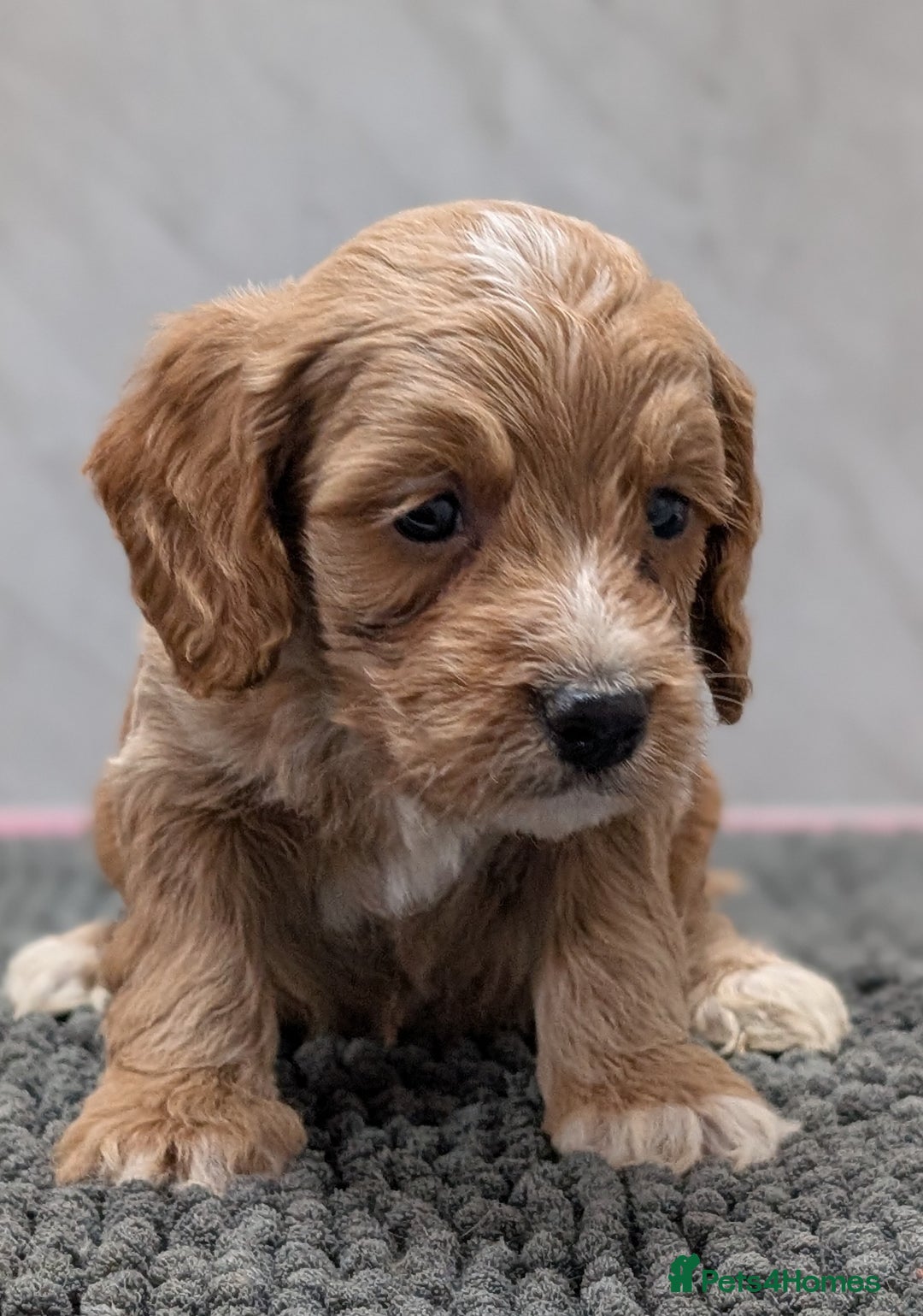 Cockapoo dogs for sale: Licensed breeder, health tested F1 cockapoo pups - Advert 17