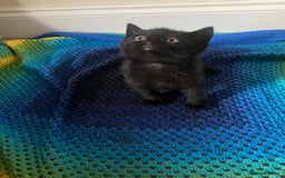 British Shorthair cats for sale: Good morning  - Image 9