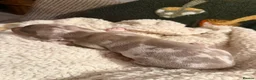 Miniature Dachshund dogs for sale: Beautiful miniature dachshund puppies  in Durham - Advert 14