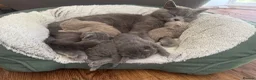 British Shorthair cats for sale: Adorable British Shorthair Kittens 🐾 - Advert 3