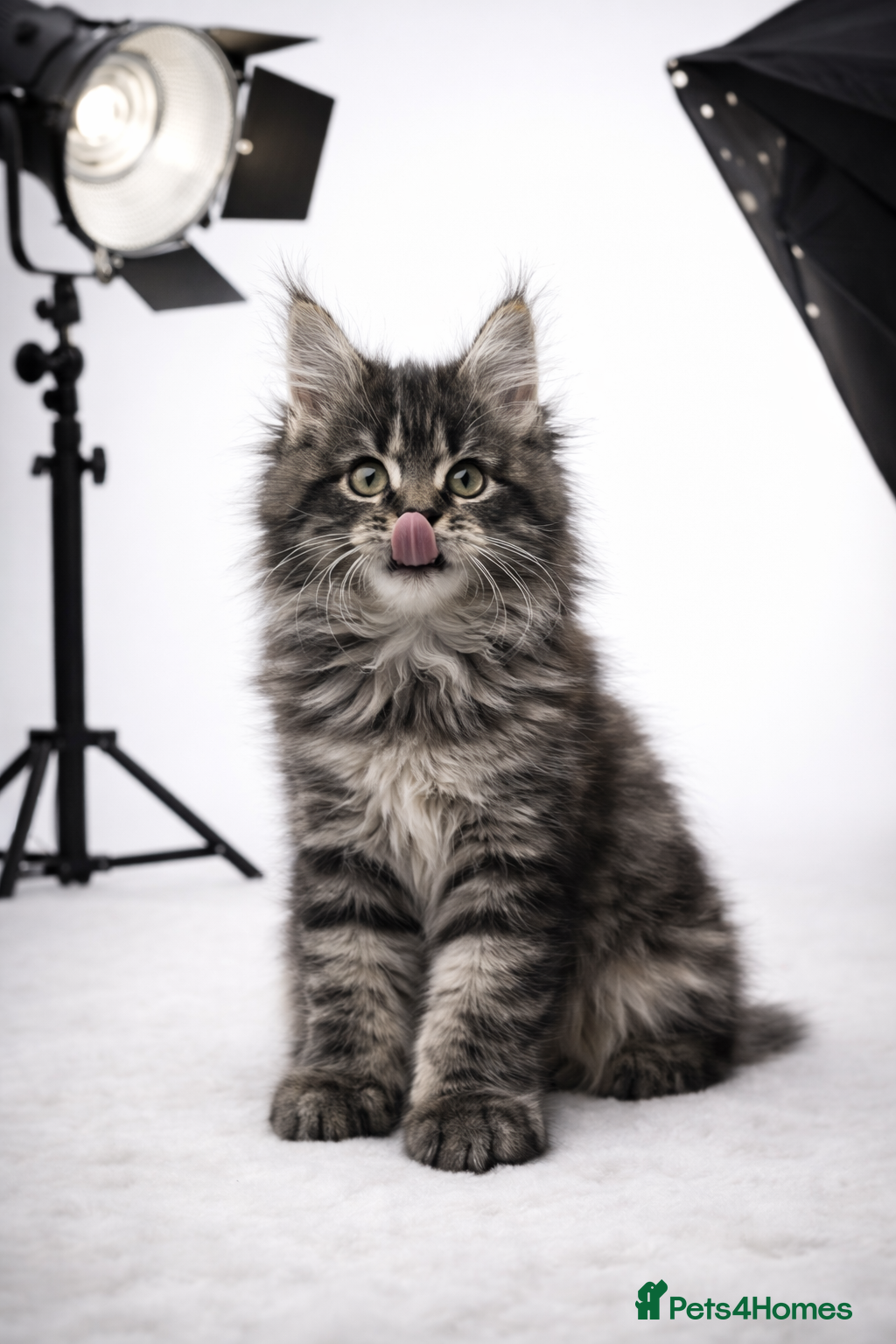 Maine Coon cats Absolutely beautiful Tica Reg MaineCoon Kittens 😍 - Advert 16