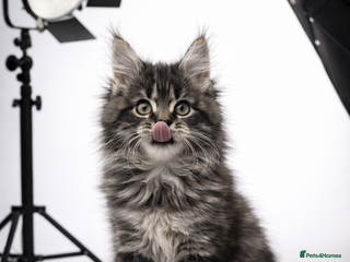 Maine Coon cats Absolutely beautiful Tica Reg MaineCoon Kittens 😍 - Advert 17