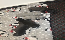 Staffordshire Bull Terrier dogs for sale: Staff pups for sale  - Image 6