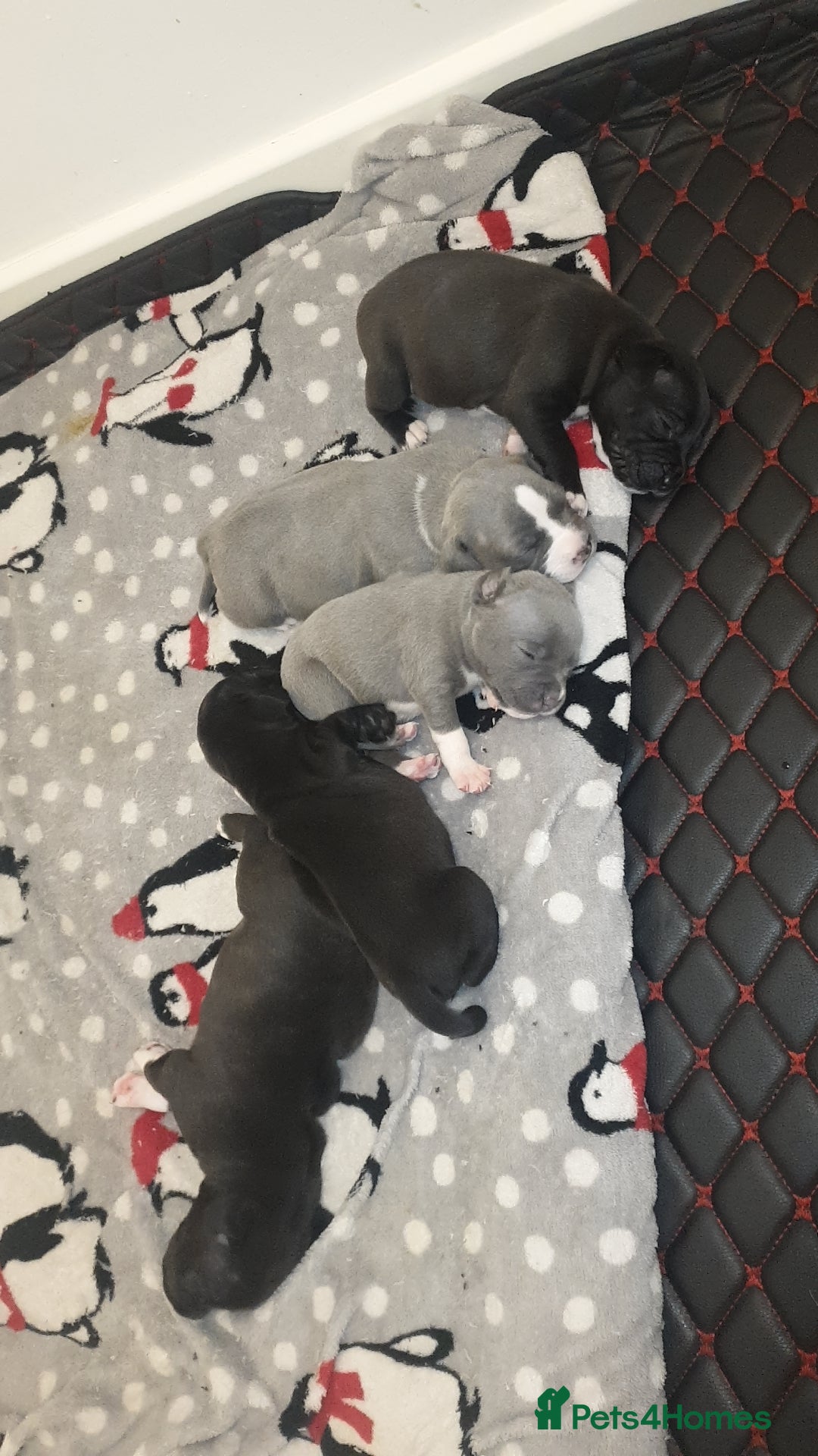 Staffordshire Bull Terrier dogs for sale: Staff pups for sale  - Image 6