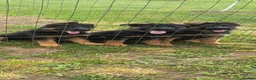 German Shepherd dogs for sale: German Shepherd - Advert 3