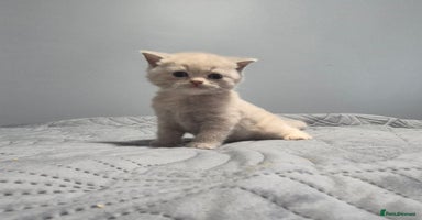 British Shorthair cats - Advert 2