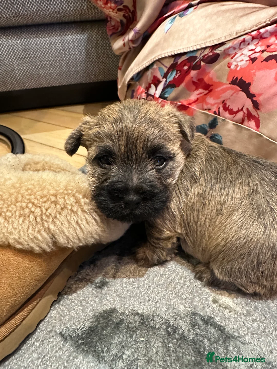 Cairn Terrier dogs for sale: Cairn terrier pups  - Advert 20
