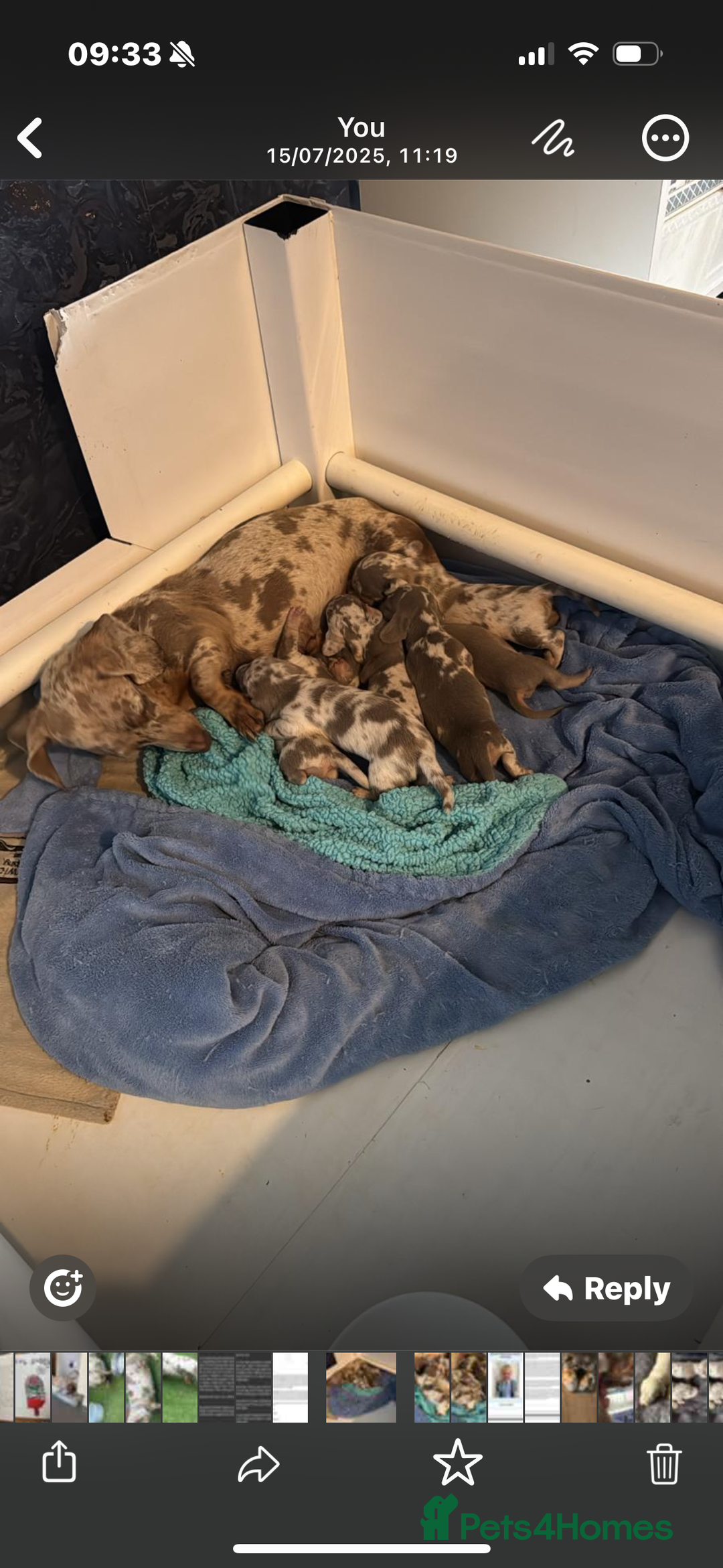 Miniature Dachshund dogs for sale: Izzabella mini dashaunds  - Image 9