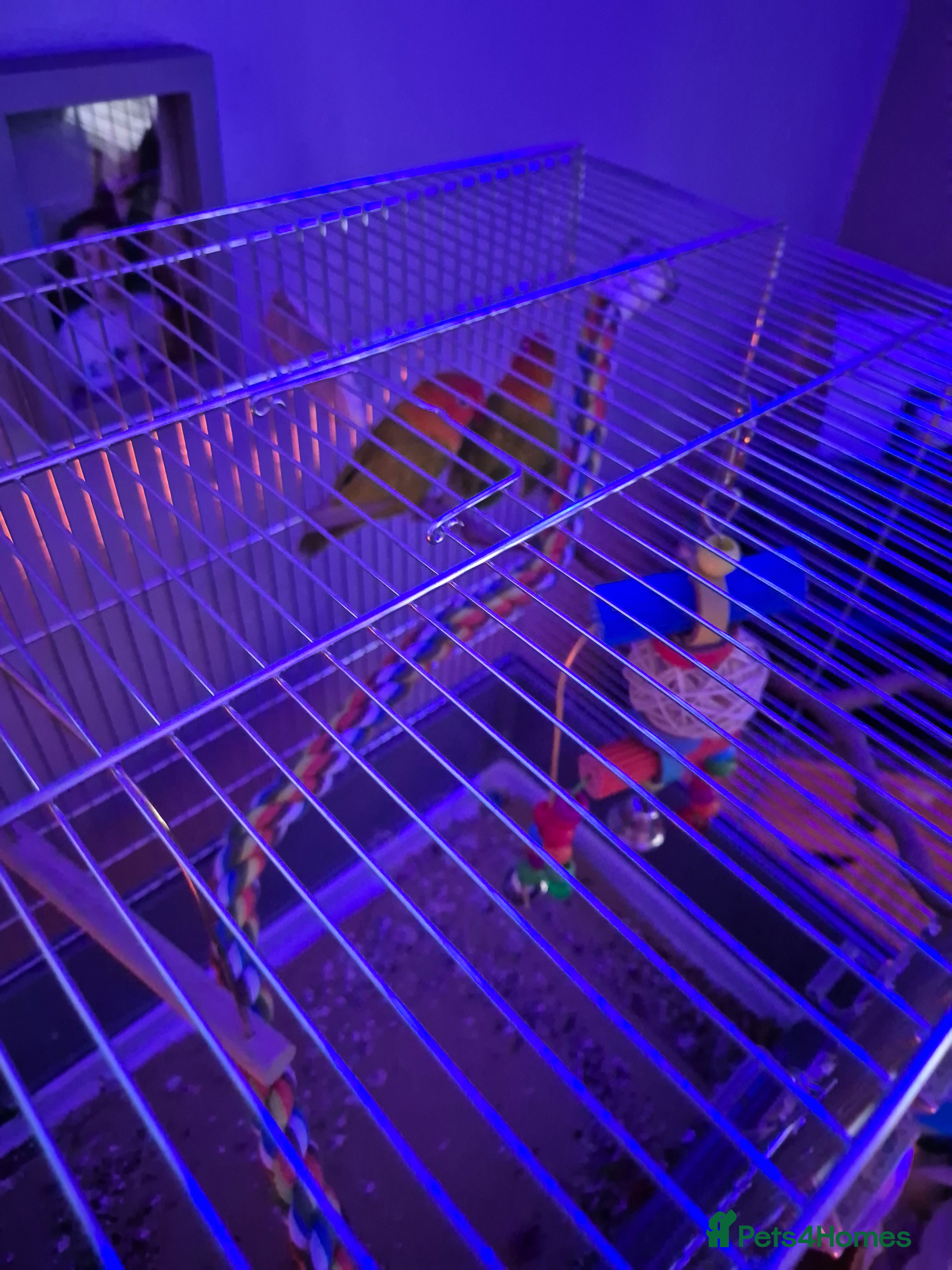 Lovebirds birds Love birds - Advert 1