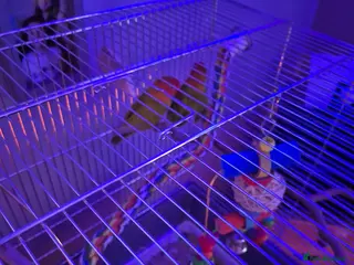 Lovebirds birds Love birds - Advert 1