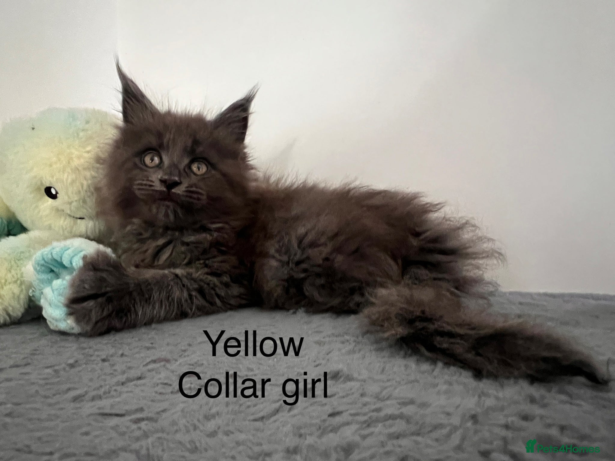 Maine Coon cats Maine coon kittens - Advert 1