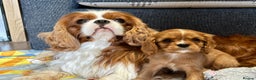 Cavalier King Charles Spaniel dogs for stud: KC Reg for STUD Health Tested Excellent Pedigrees  in Nottingham - Advert 18
