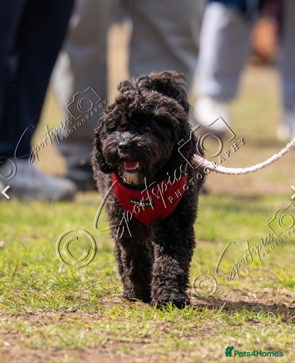 Cavapoo dogs Cavapoo F1b LAST ONE Black & White (Male) - Advert 9