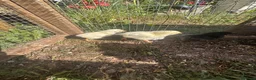 Chickens poultry for sale: 2 Hens and 5 chicks  - Advert 4