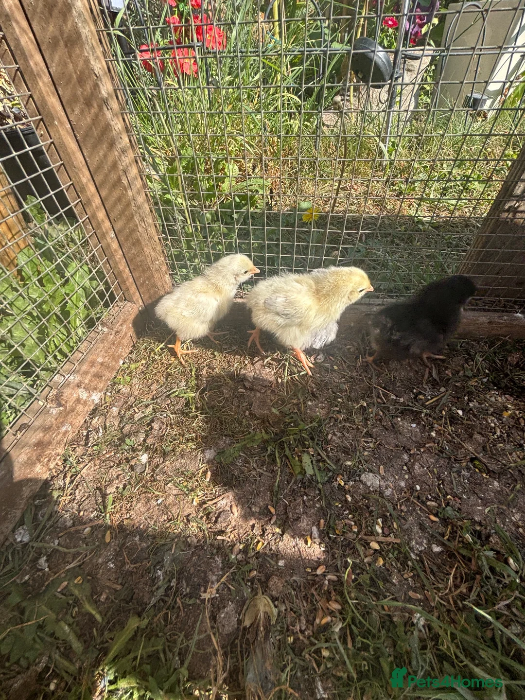 Chickens poultry for sale: 2 Hens and 5 chicks  - Advert 4