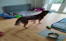 Mixed Breed dogs for sale: Husky x Labrador Retriever - Image 10