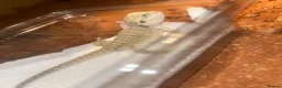 Bearded Dragon reptiles for sale: Baby hypo/hypo leatherbacks bearded dragons  - Advert 4
