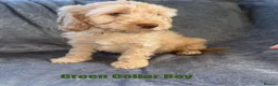 Cockapoo dogs for sale: F1 Cockapoo Puppies READY TO LEAVE - Advert 16