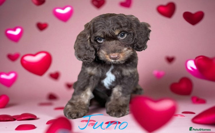 Cockapoo dogs - Advert 1