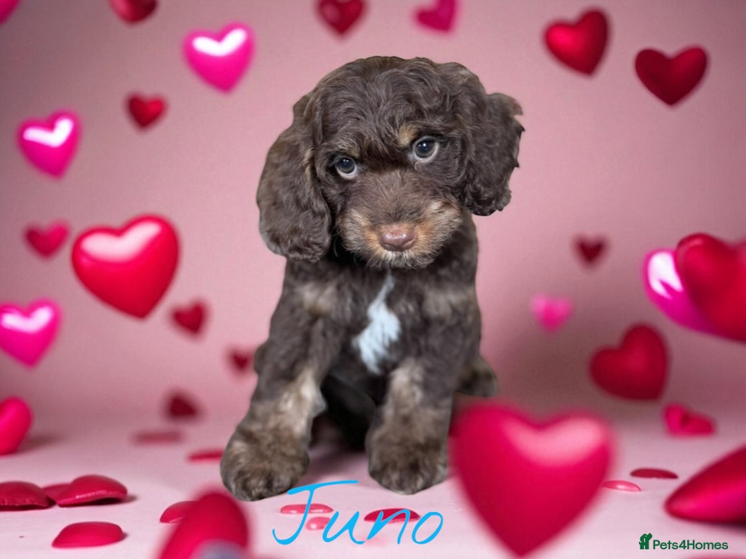 Cockapoo dogs for sale: ⭐️REDUCED⭐️ chocolate tri colour DNA clear F1 - Image 4