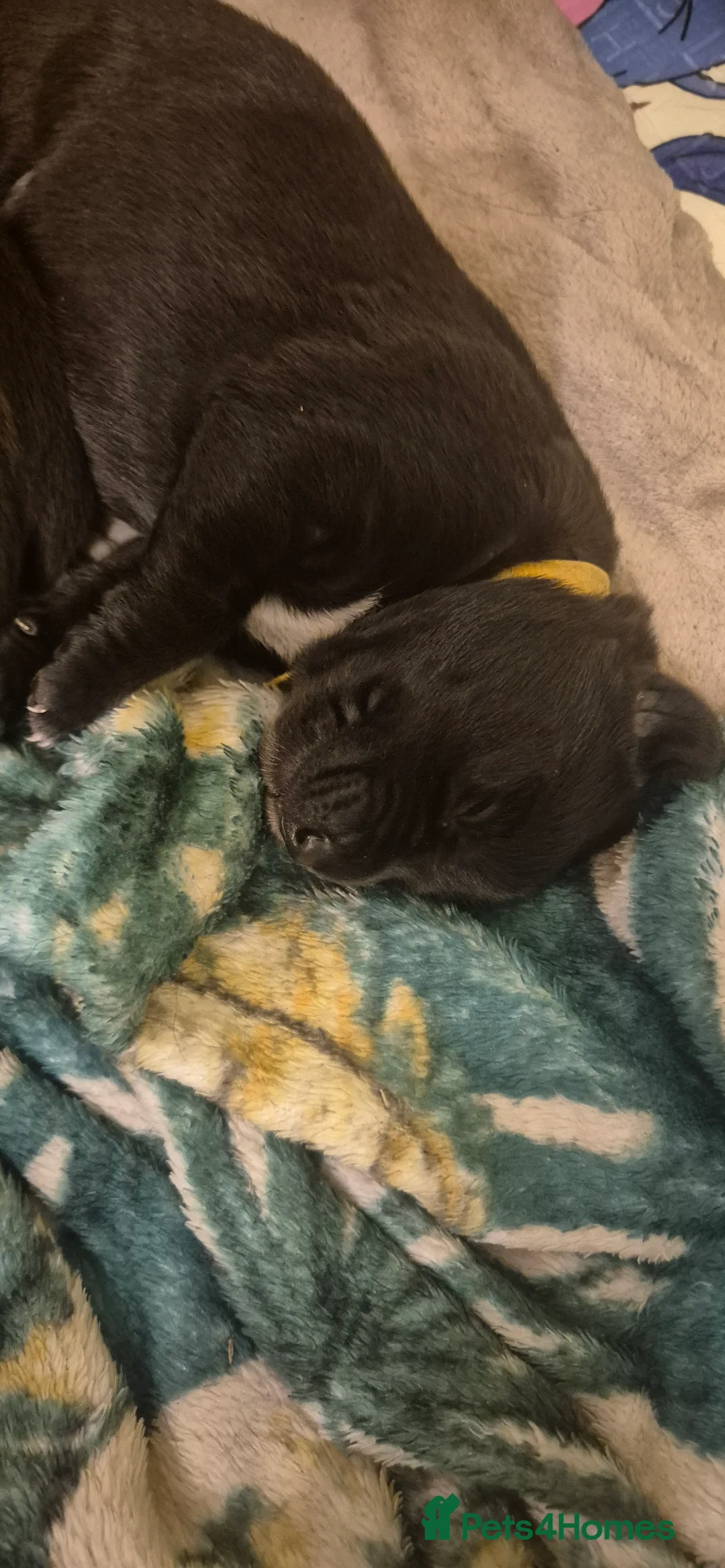 Borador dogs for sale: Lablador / border collie puppies - Advert 14