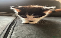 Domestic Shorthair cats for sale: 5 fluffy kittens  - Image 7