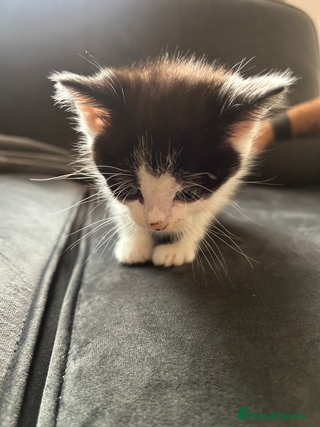 Domestic Shorthair cats for sale: 5 fluffy kittens  - Image 7