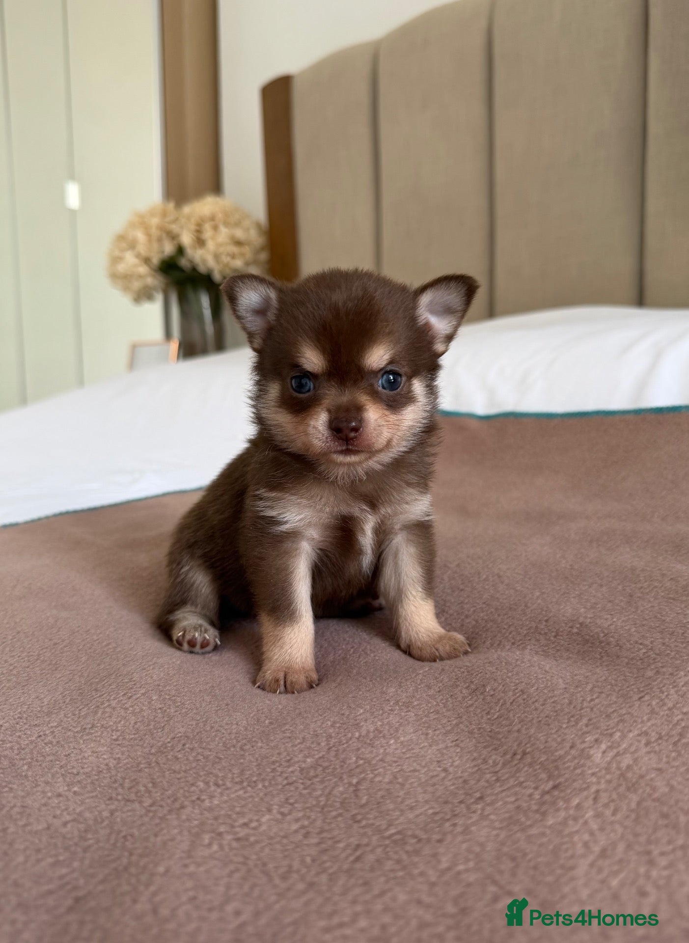 Chihuahua dogs Tiny Teddy bear 🧸 Chihuahuas READY 06/10/2026 - Advert 4