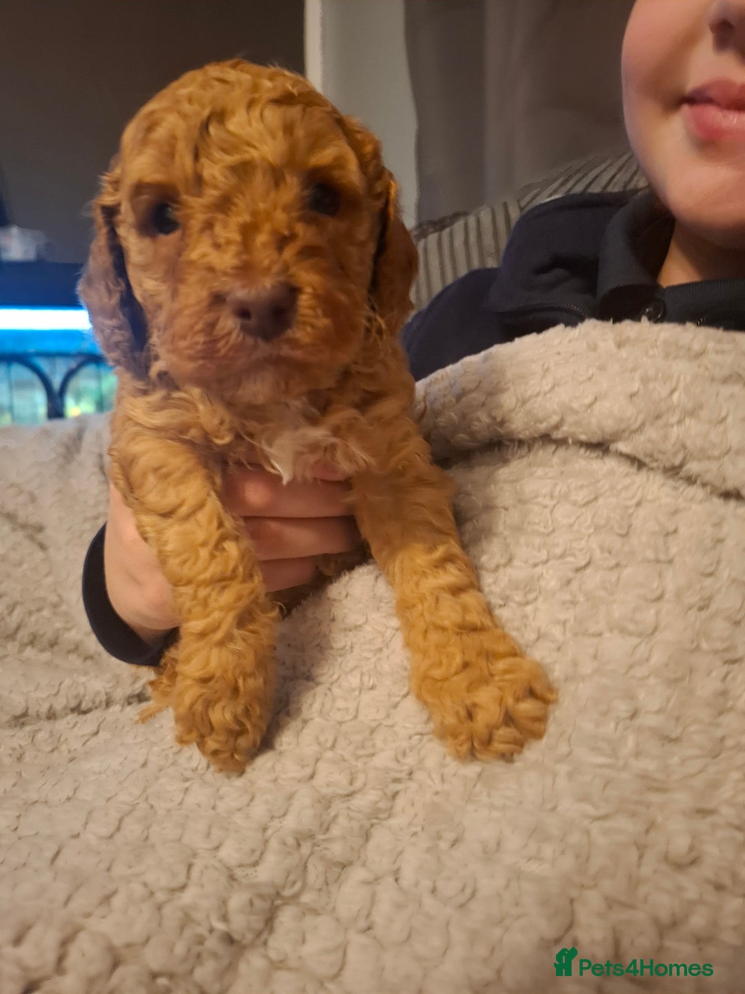 Cockapoo dogs for sale: Minature cockapoo puppies - Advert 5
