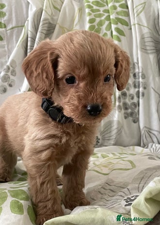 Cockapoo dogs - Advert 11