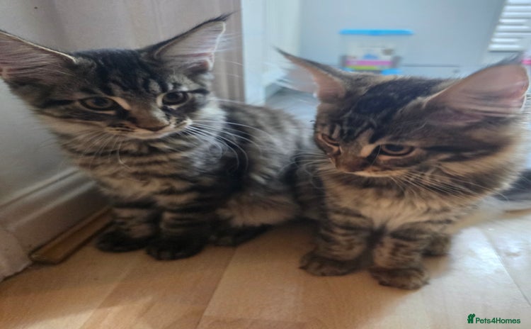 Maine Coon cats - Advert 14
