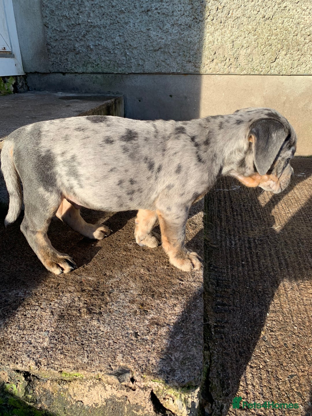 Olde English Bulldogge dogs for sale: Olde English bulldogges generational  - Advert 8