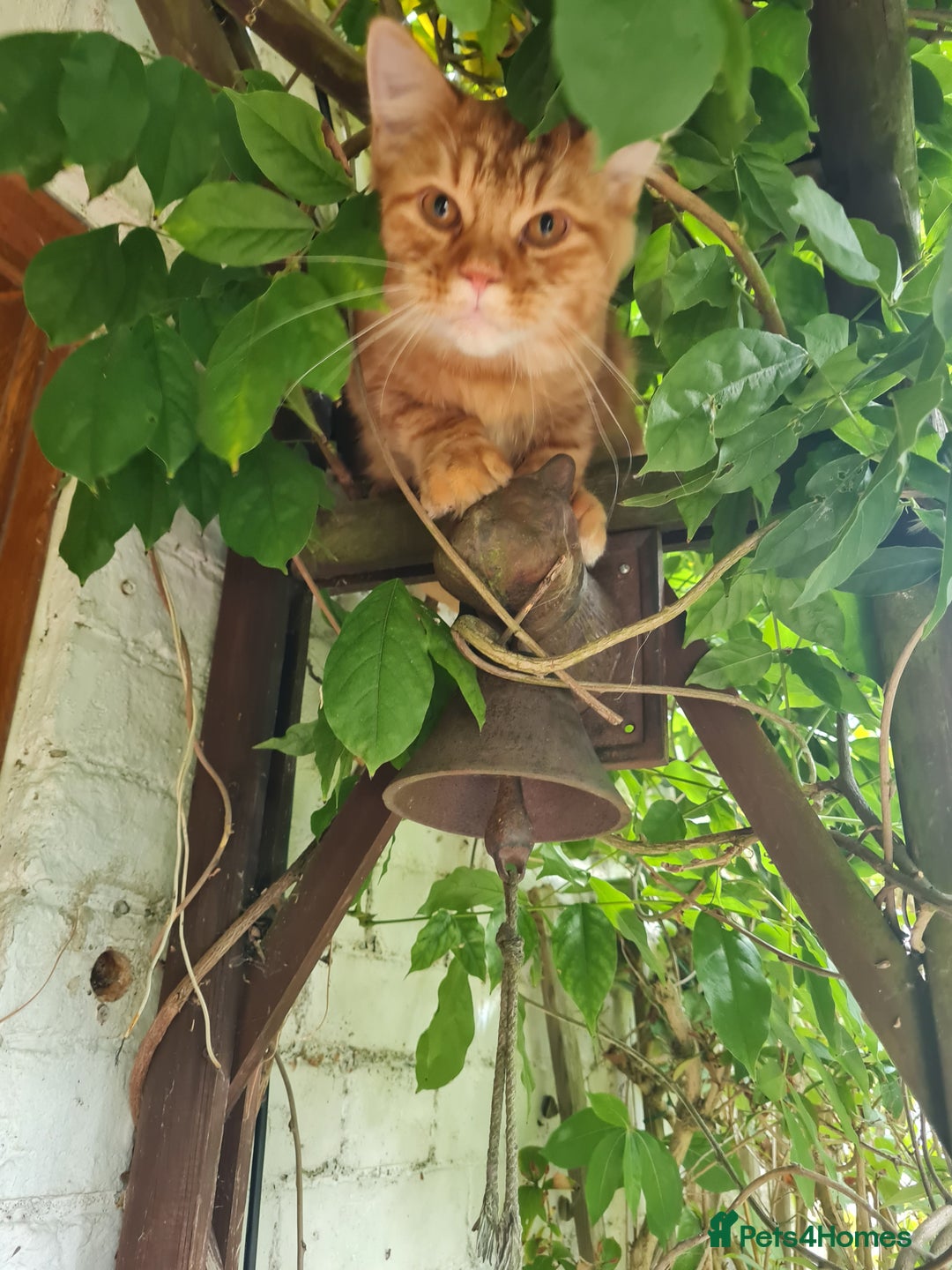 Mixed Breed cats for sale: Male Long haired ginger cat - Advert 3