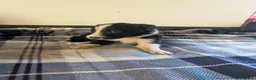 Border Collie dogs for sale: Isds registered border collie pups  - Advert 36