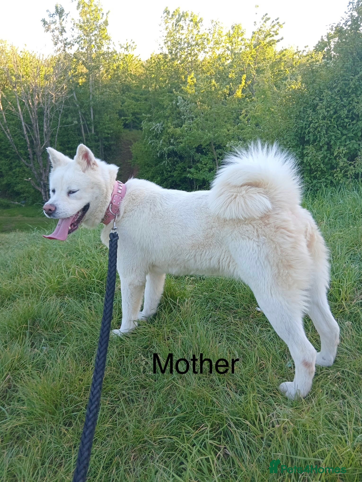 Akita dogs Akita female  - Advert 1