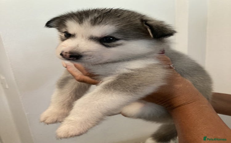 Siberian Husky dogs - Advert 9