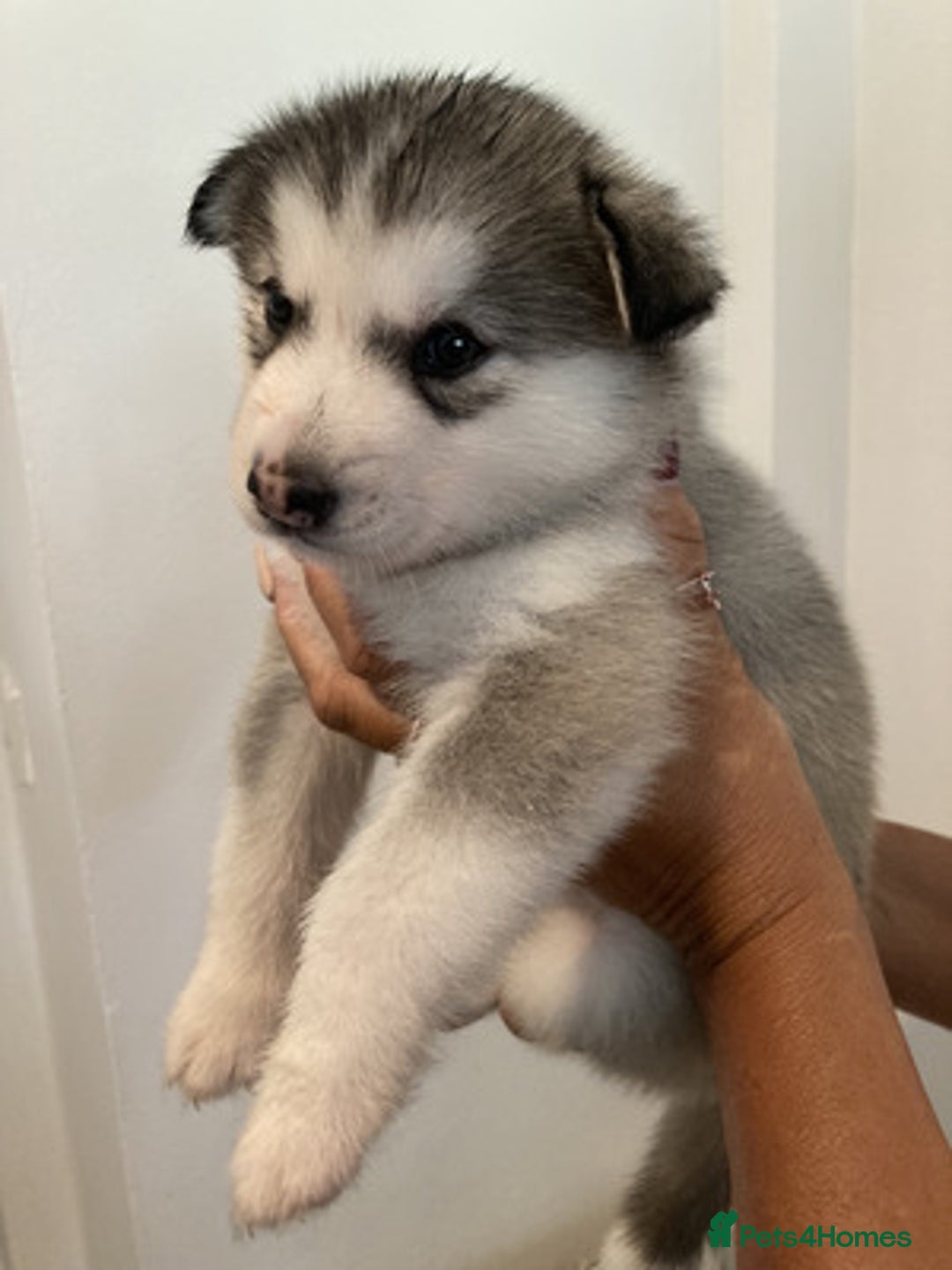 Siberian Husky dogs for sale: Friendly Siberian Huskies. Only 6 Left. - Image 1