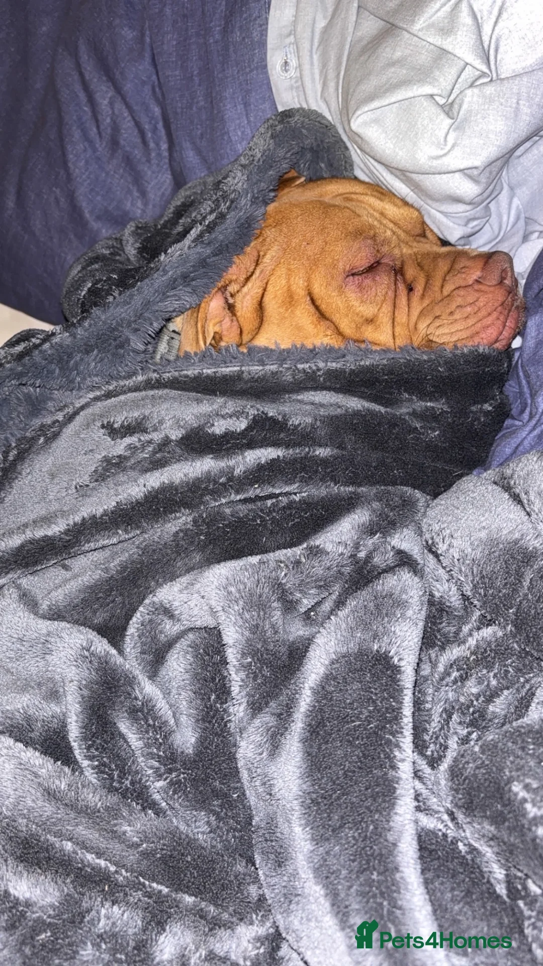 American Bulldog dogs for sale: Female American bulldog Ragnar  - Advert 10