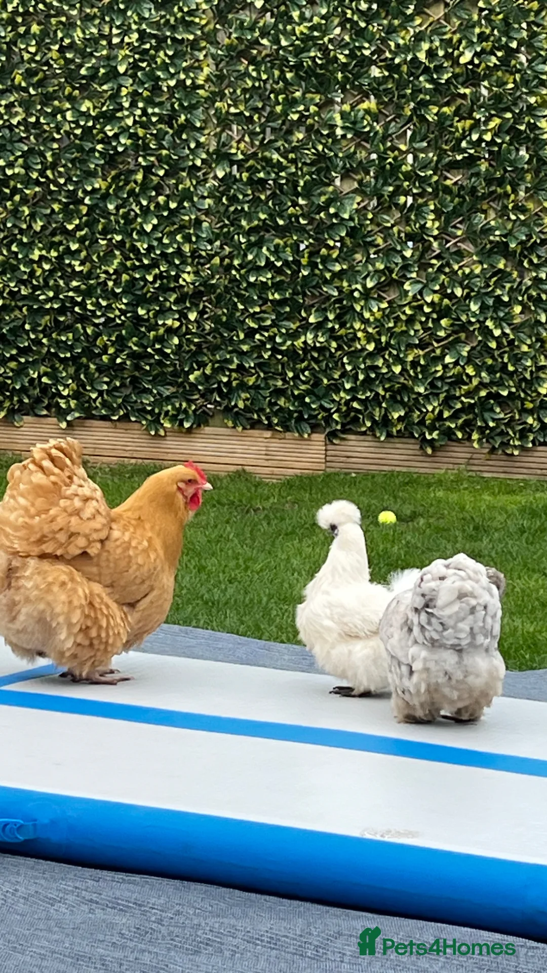 Chickens poultry for sale: Three pet hens for rehoming  in Stockton-on-Tees - Advert 2