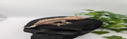 Gecko reptiles for sale: Mixed Morph Crested Gecko - Advert 12