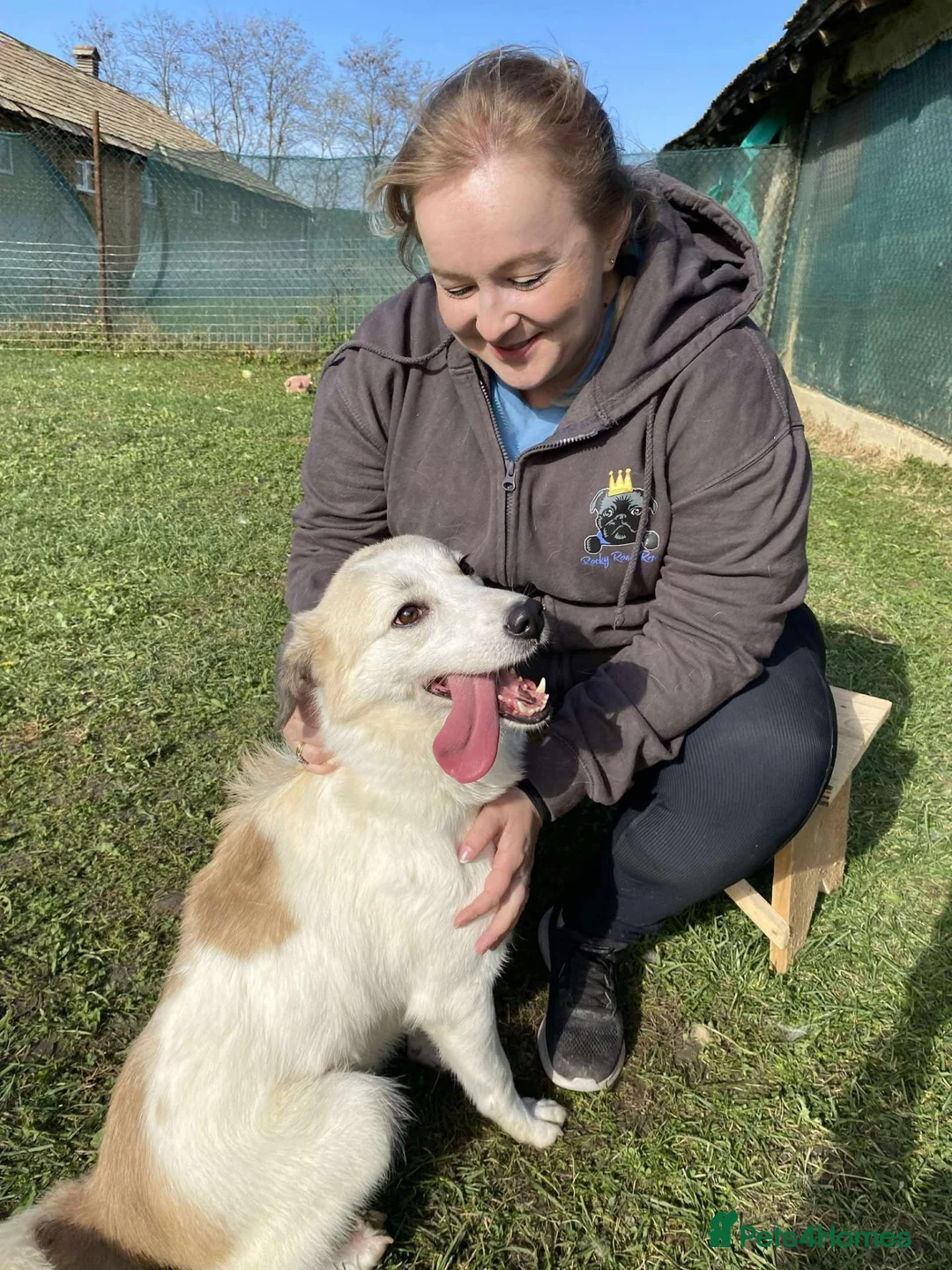 Mixed Breed dogs for adoption: Bizzy for adoption in Leighton Buzzard - Advert 1