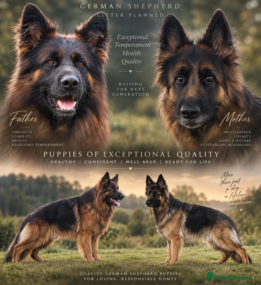 German Shepherd dogs for sale: Outstanding pedigree German Shepherd Girls  - Advert 2