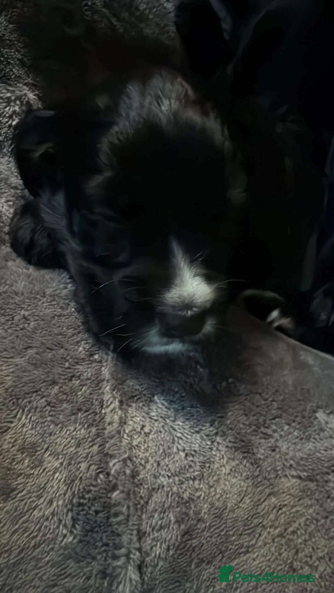 Cocker Spaniel dogs for sale:  Beautiful Working Cocker Spaniel bitch - Advert 3