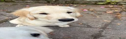 Golden Retriever dogs for sale: Puppies ready for loving forever homes - Advert 10