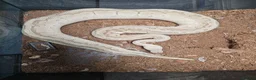 Python Snake reptiles for sale: Royal pythons - Advert 4