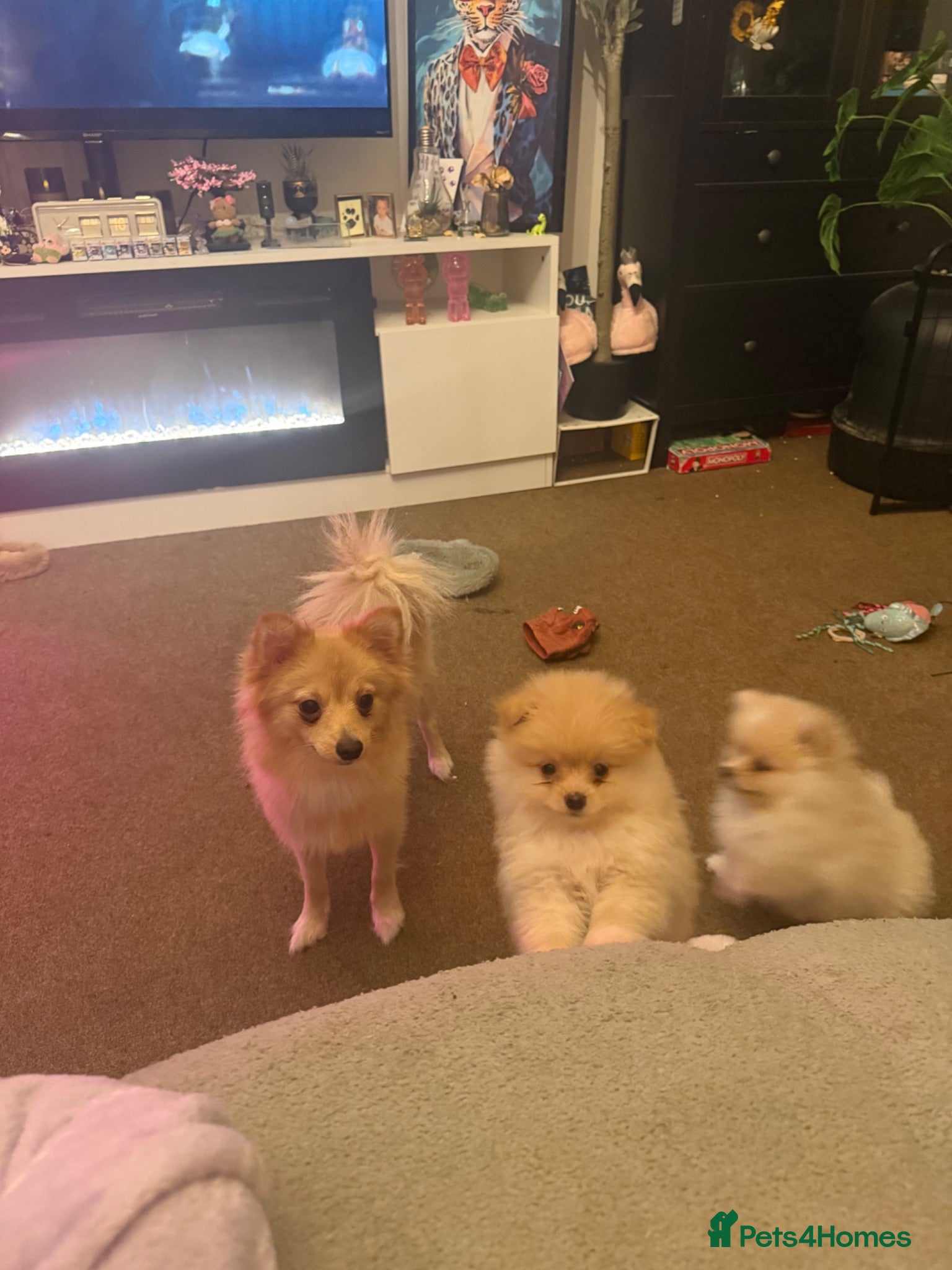 German Spitz dogs Pups to go  - Advert 1