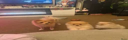 German Spitz dogs for sale: Pups to go  - Advert 1