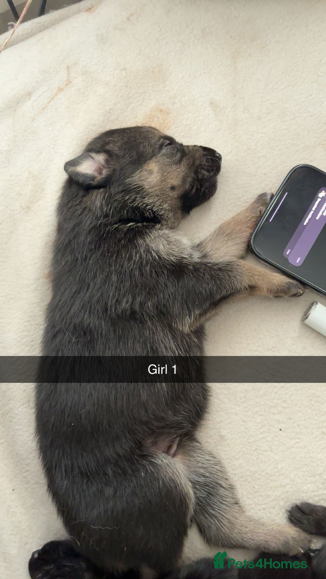 Mixed Breed dogs for sale: German shepherd x border collie puppies  - Image 5