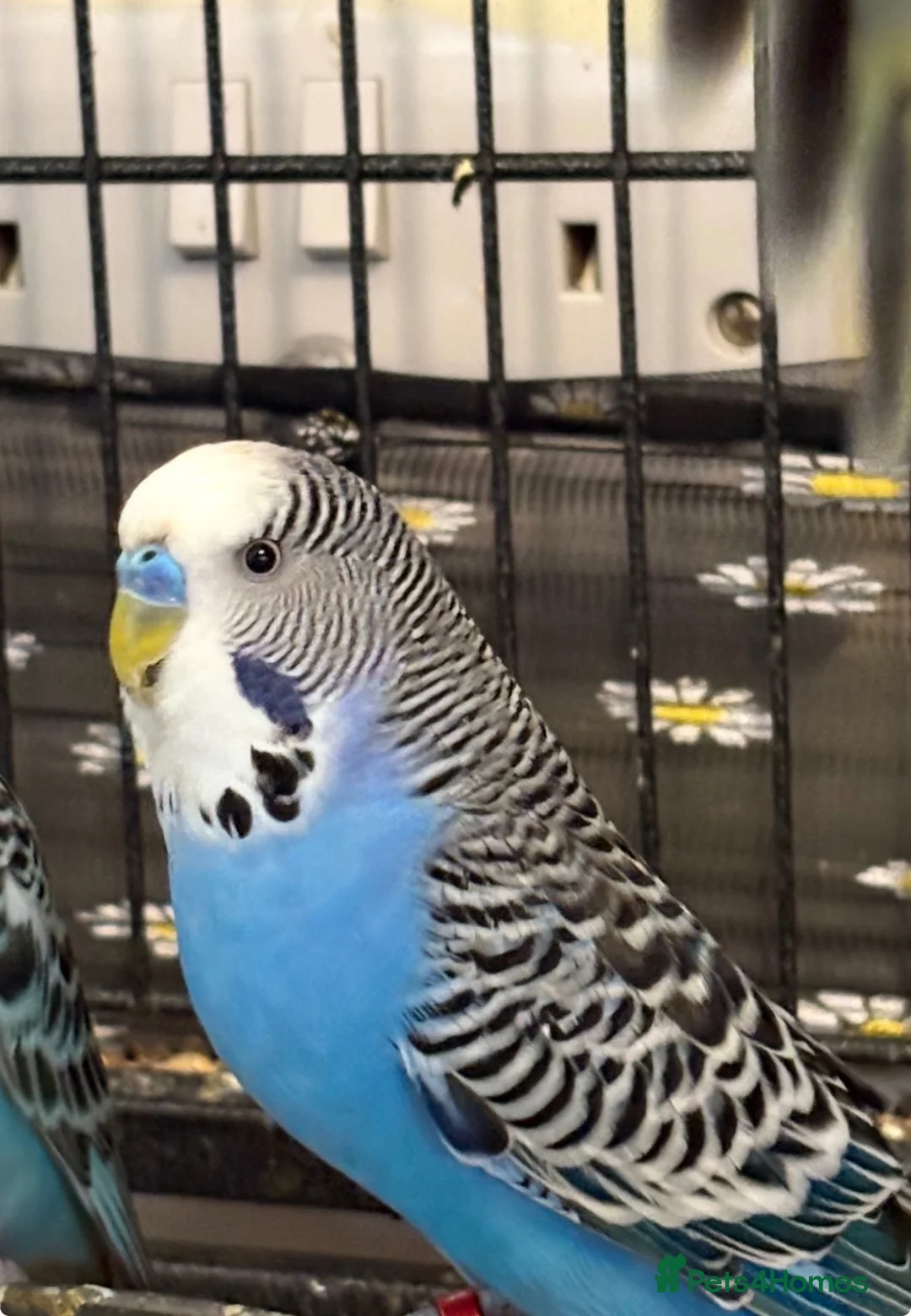 Budgerigars birds for sale: Mixed Budgies’s for sale - Advert 1